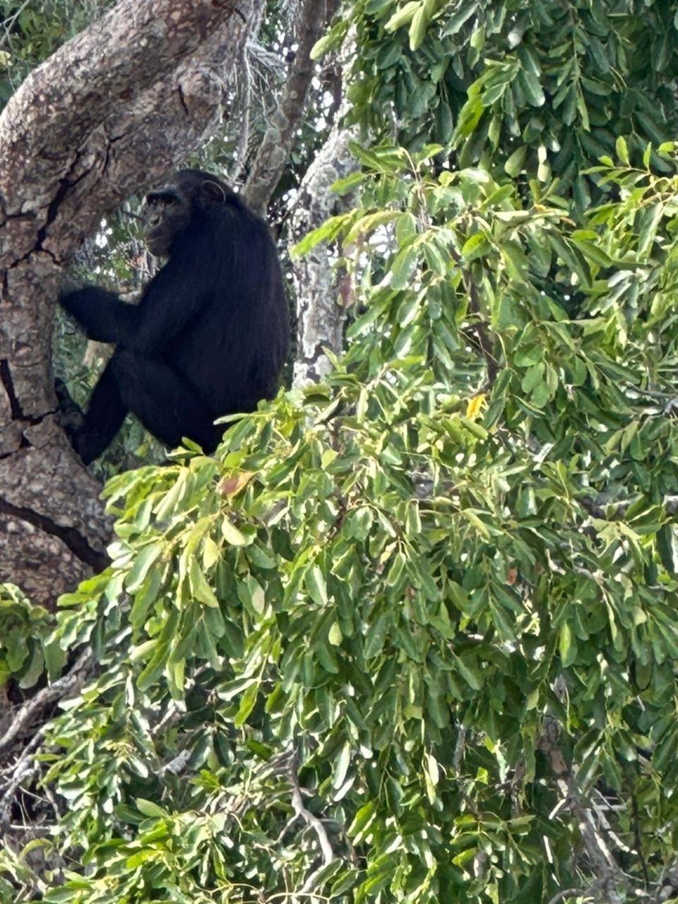Pombo Kunda Villa Sanyang Eksteriør billede